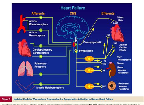 NEUROENDOCRINE AND CARDIOVASCULAR RESPONSE TO。